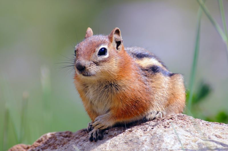 Chipmunk Removal detail