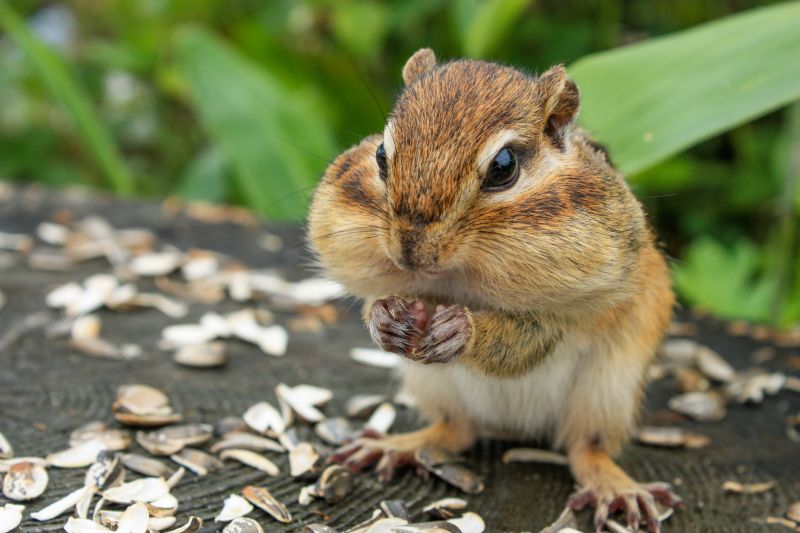 Chipmunk Removal detail