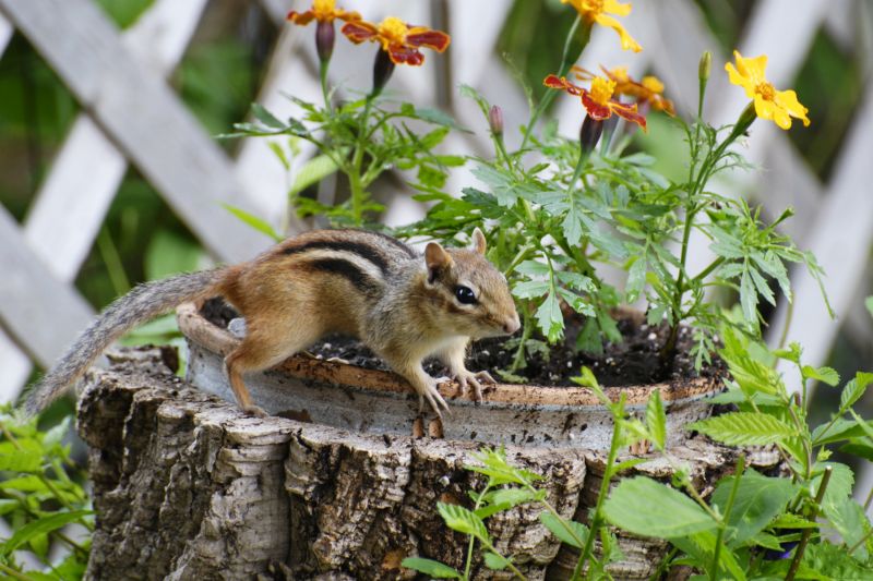 Chipmunk Removal detail