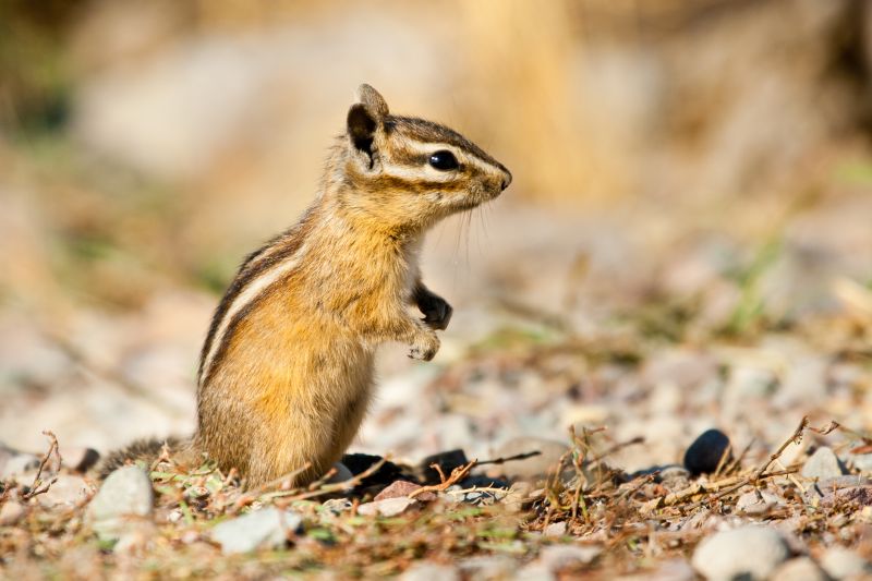 Chipmunk Removal detail