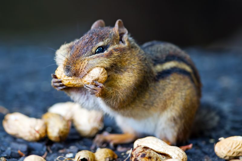 Chipmunk Removal detail