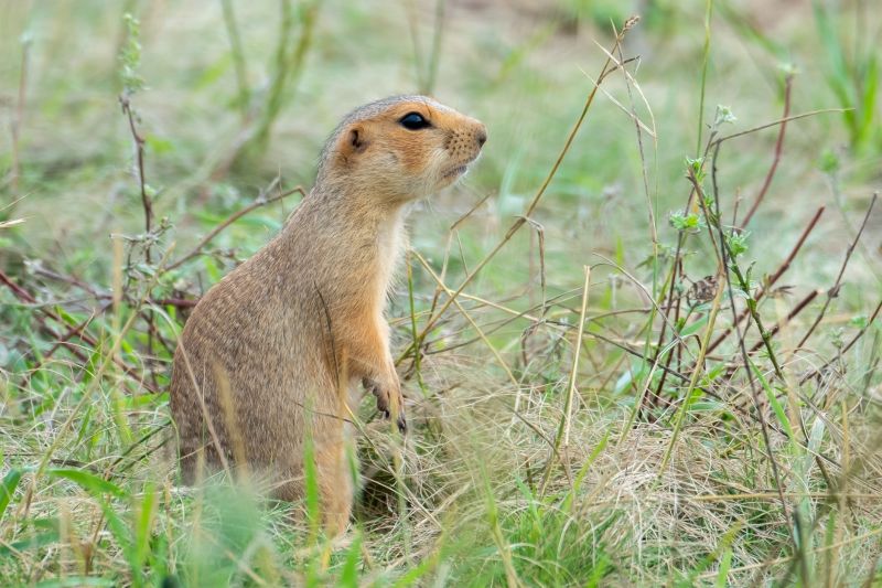 Gopher Extermination Service