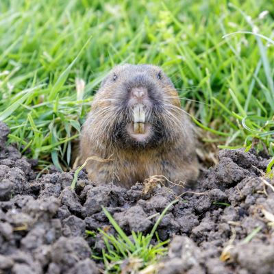 Gopher Extermination Service