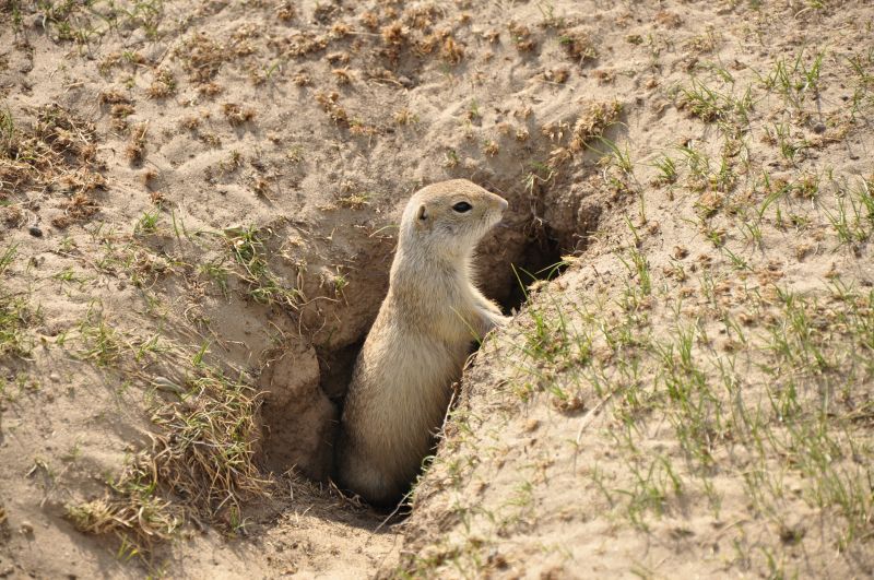Gopher Extermination Service