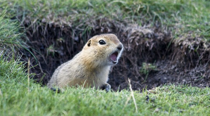 Gopher Extermination Service