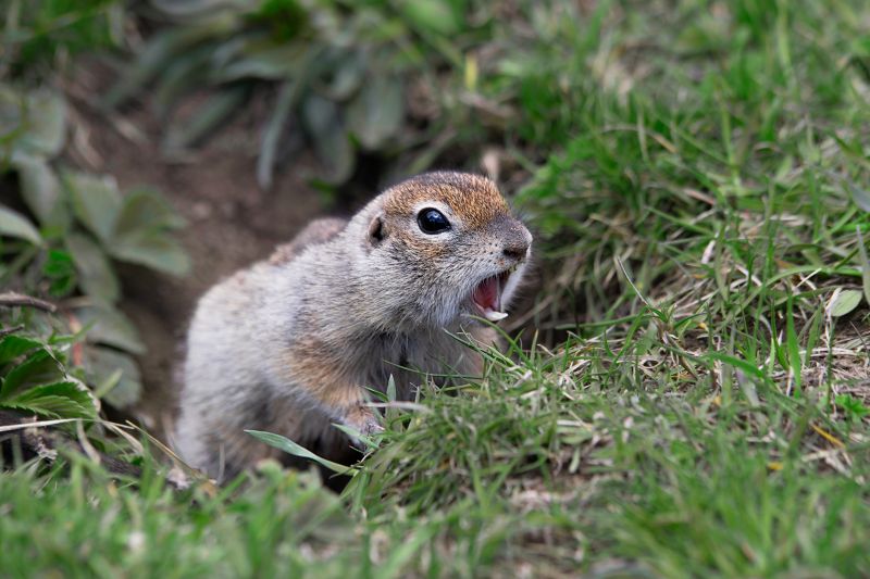 Gopher Extermination Service