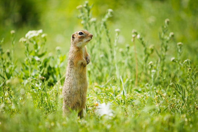 Gopher Extermination Service