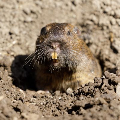 Gopher Extermination Service