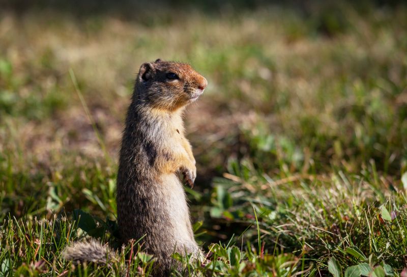 Gopher Extermination Service
