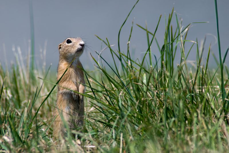 Gopher Extermination Service