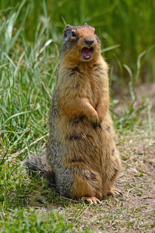 Gopher Extermination Service