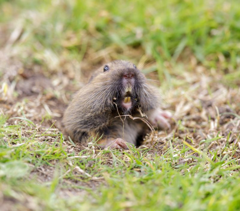 Gopher Extermination Service