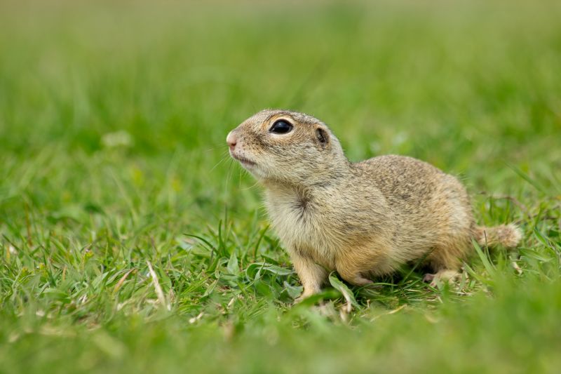 Gopher Extermination Service