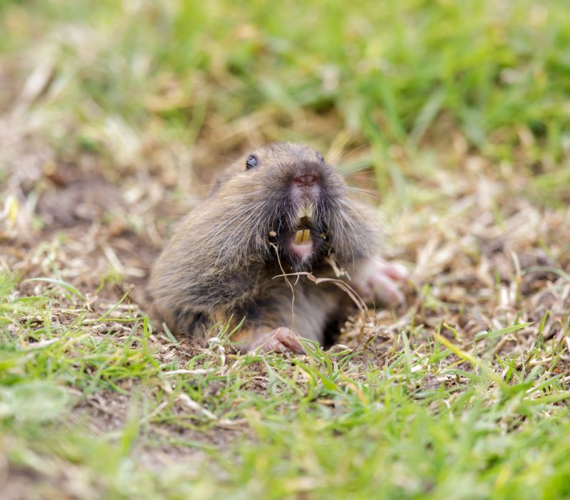 Gopher Extermination Service