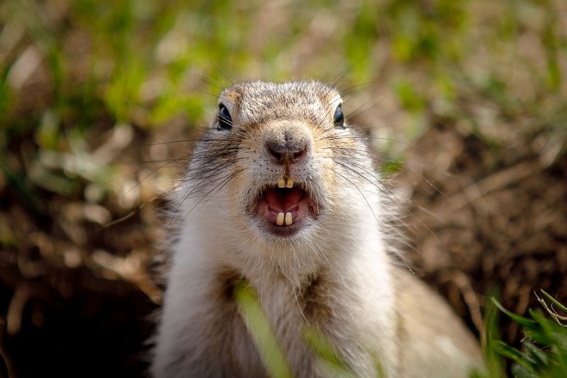 Gopher Extermination Service