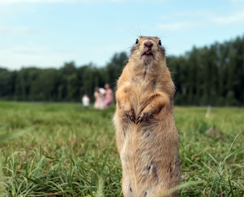 Gopher Extermination Service