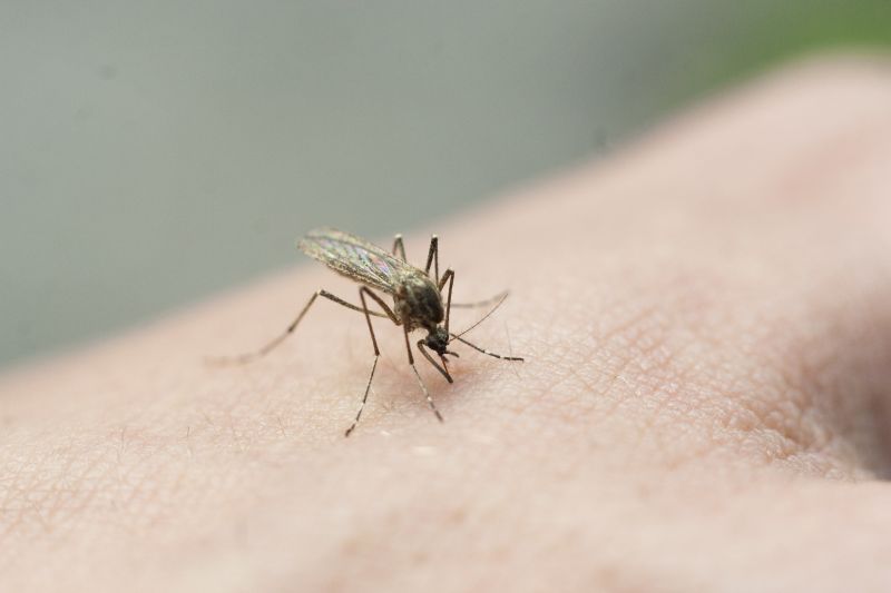 Mosquitoes Pest Control in Denton, TX