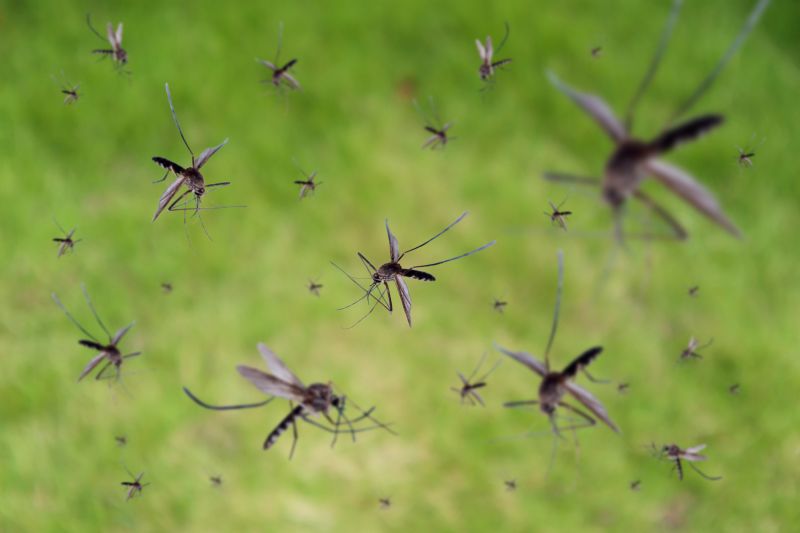 Fly Pest Control in Mckinney, TX